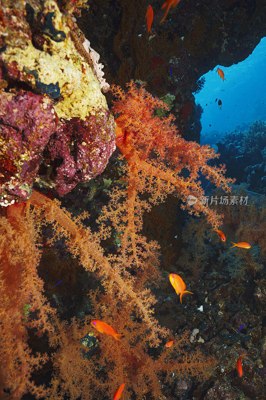 水肺潜水在水下洞穴海洋生物珊瑚礁刺alcyonarian - Dendronephthya sp.热橙软珊瑚
